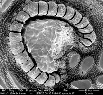 Media type: image;   Invertebrate Zoology 134640
